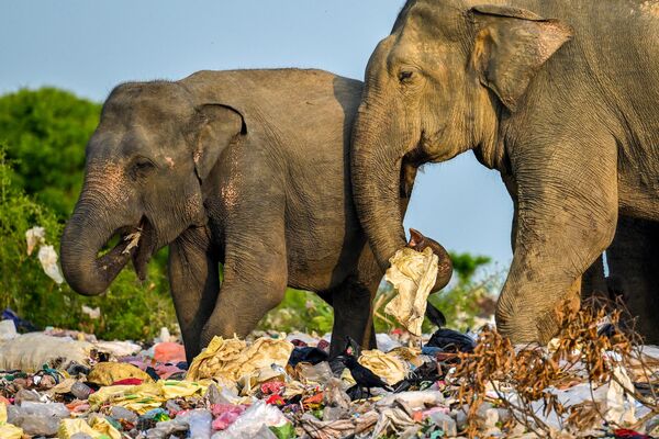 Власти Шри-Ланки приняли решение о запрете производства и ввоза большинства пластиковых изделий. - Sputnik Грузия