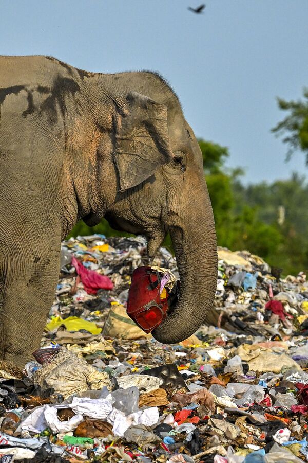 Из-за пластиковых отходов, некоторые виды животных оказались под угрозой полного исчезновения. - Sputnik Грузия
