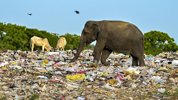 Дикий слон ест на свалке пластиковых отходов в Шри-Ланке  - Sputnik Грузия