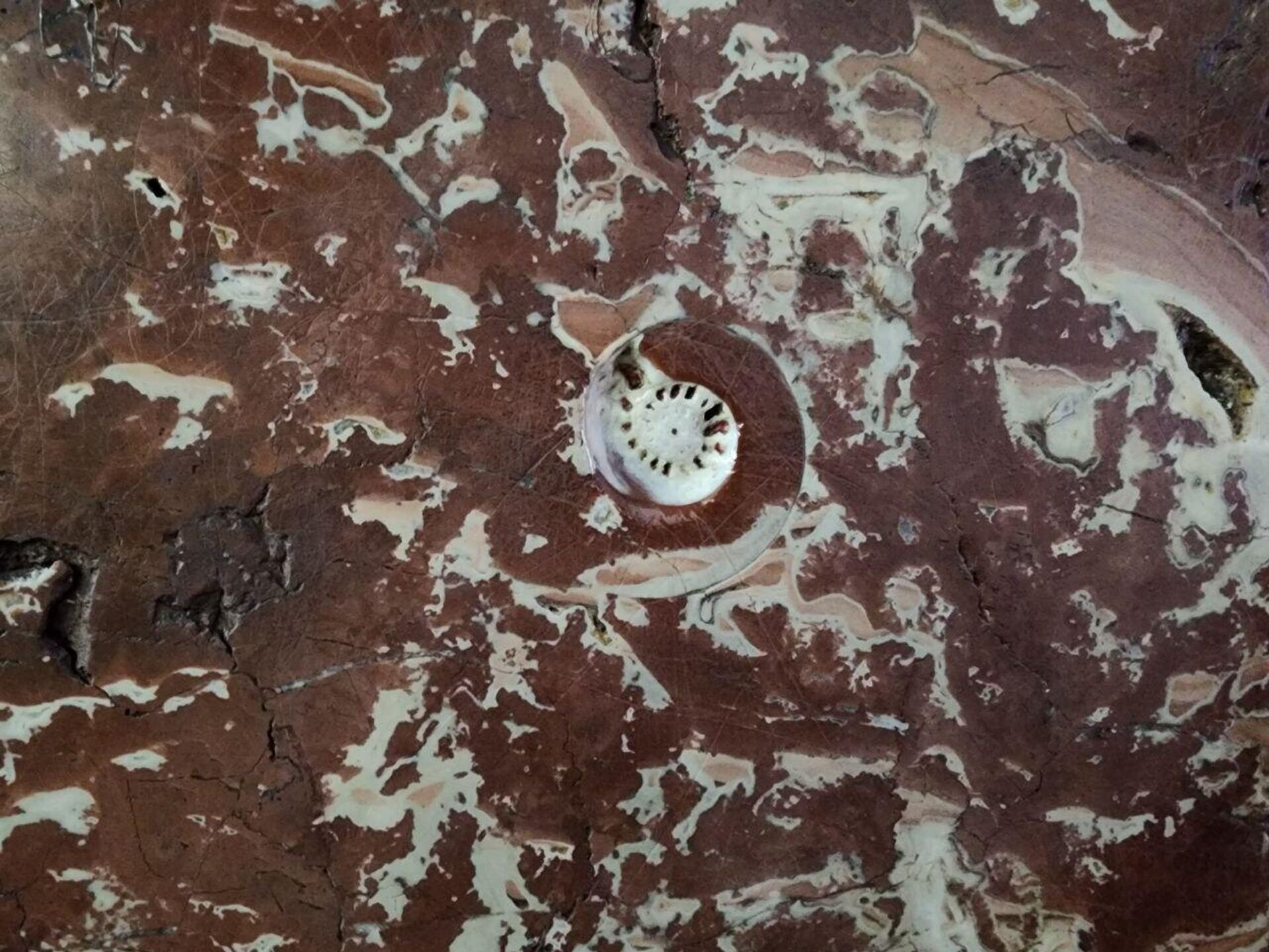 Удивительная доисторическая ракушка в мраморе на станции метро Руставели в столице Грузии - Sputnik Грузия, 1920, 13.06.2023