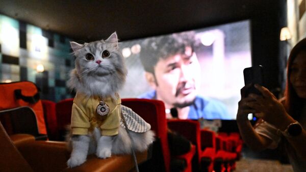Кошка на открытии кинотеатра i-Tail в ТЦ Mega Bangna в Самут-Пракане, в котором разрешен просмотр с домашними животными - Sputnik Грузия