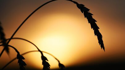 Уборка урожая зерновых, архивное фото