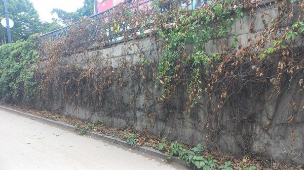 Вандалы оборвали плющ на стене пандуса у моста Метехи - Sputnik Грузия