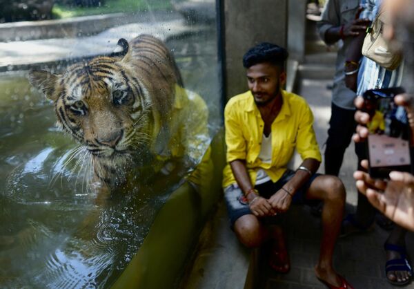 Бенгальский тигр в национальном зоологическом саду в Коломбо. - Sputnik Грузия