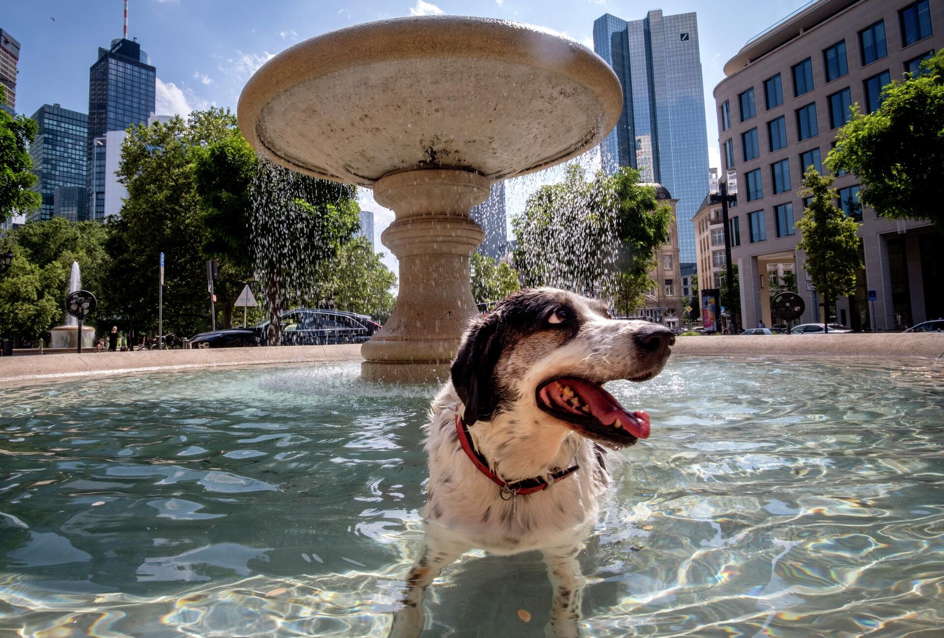 Собака купается в фонтане в центре Франкфурта, Германия - Sputnik Грузия, 1920, 26.07.2023
