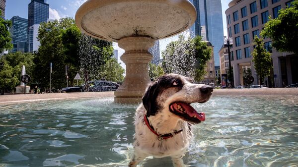 Собака купается в фонтане  - Sputnik Грузия