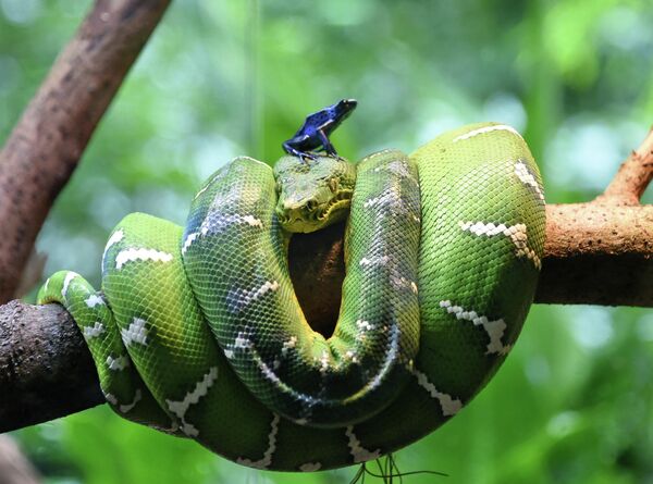 Самые красивые змеи в мире