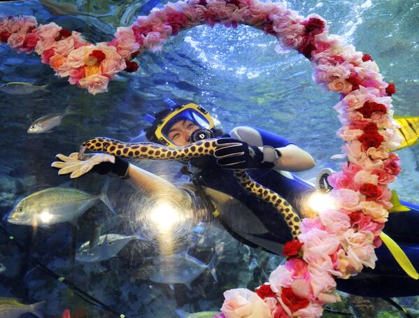 Дайвер с морской змеёй во время шоу в честь Дня святого Валентина в аквариуме Саншайн Сити в Токио. - Sputnik Грузия
