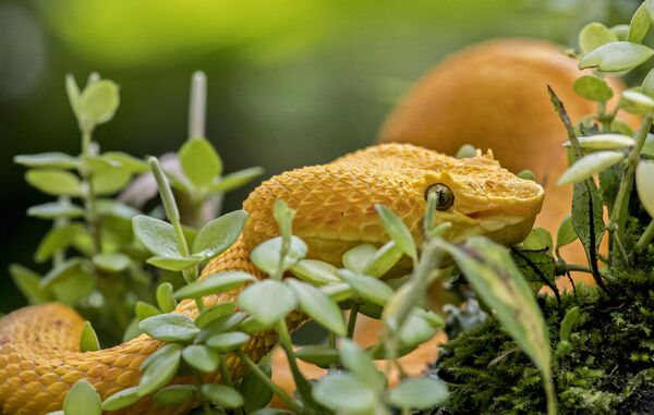 Ядовитая змея Бокарака в Институте Клодомиро Пикадо в Сан-Хосе, Коста-Рика. - Sputnik Грузия