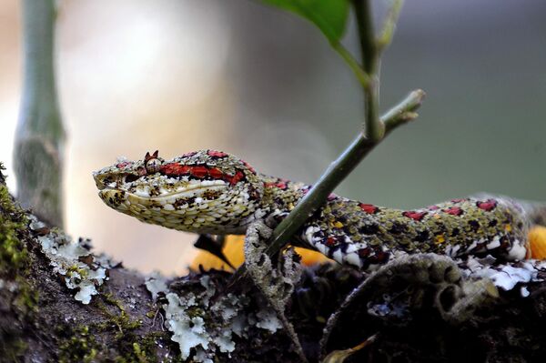 Ядовитая змея Бокарака оропель в серпентарии Института Клодомиро Пикадо в Коронадо, Коста-Рика. - Sputnik Грузия