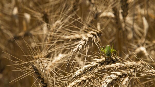 В Грузии будет рекордный урожай пшеницы – министр
