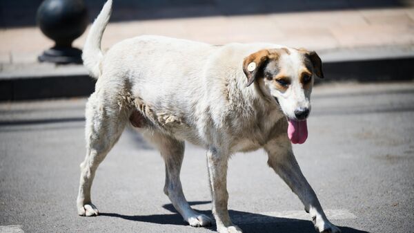 Бродячая собака на улице - Sputnik Грузия