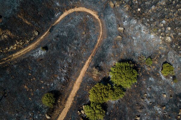 Лес после тушения пожара на горе Гильбоа в Израиле. - Sputnik Грузия