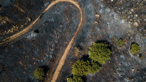 Лес после тушения пожара на горе Гильбоа, Израиль - Sputnik Грузия