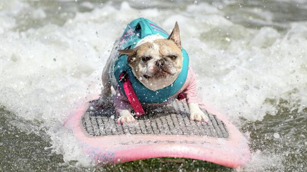 Французский бульдог Чери, победивший в категории средних собак, участвует в чемпионате мира по серфингу среди собак в Пасифике, штат Калифорния - Sputnik Грузия