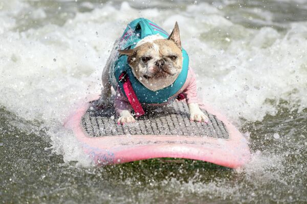 Французский бульдог Чери, победивший в категории средних собак, участвует в чемпионате мира по серфингу среди собак в штате Калифорния. - Sputnik Грузия