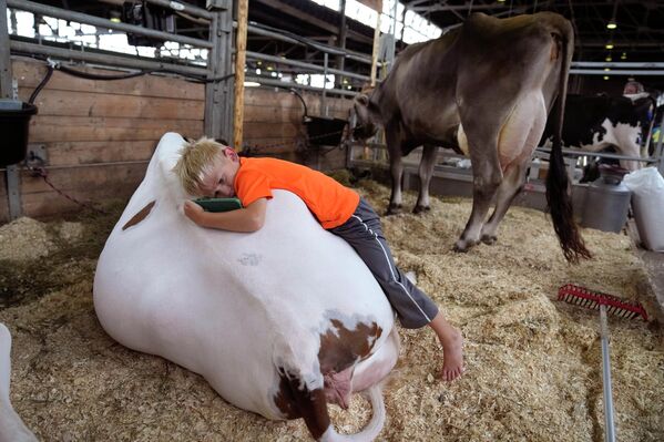 Пятилетний Джек Сойер  лежит на спине коровы на ярмарке штата Айова. - Sputnik Грузия