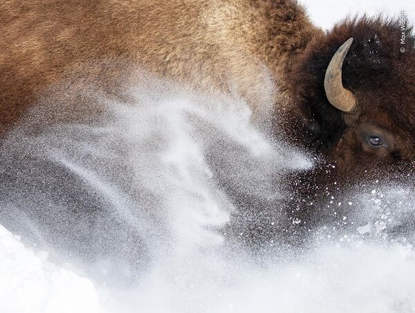 Снимок &quot;Снежный бизон&quot; американского фотографа Макса Во. - Sputnik Грузия