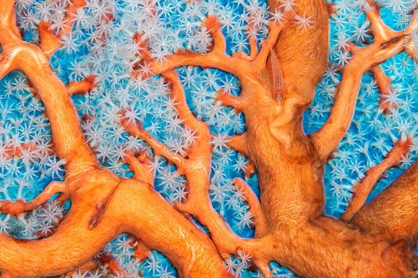 Снимок &quot;Коралловые связи&quot; британского фотографа Алекса Мастарда. - Sputnik Грузия