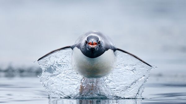Снимок фотографа Craig Parry, занявшего второе место в категории Ocean Wildlife Photographer of the Year конкурса Ocean Photographer of the Year 2023 - Sputnik Грузия