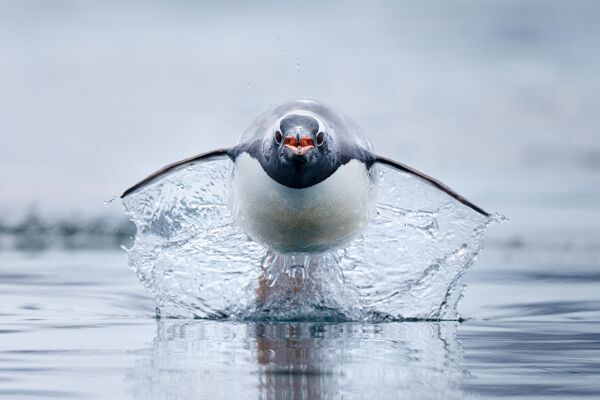 Снимок фотографа Крейга Пэрри. Пингвины генту – самые быстрые пингвины в мире. - Sputnik Грузия