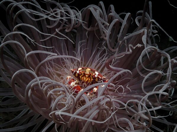 Снимок фотографа Андрея Савина, занявший 2 место конкурса Ocean Photographer of the Year 2023. Морская анемона стала домом для нескольких морских обитателей. - Sputnik Грузия