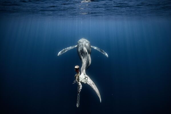 Снимок фотографа Альваро Эрреро Лопес-Бельтрани, занявший 3 место в конкурсе. На фото горбатый кит, повредивший хвост, запутавшись в веревках, обречен на медленную и мучительную смерть. - Sputnik Грузия