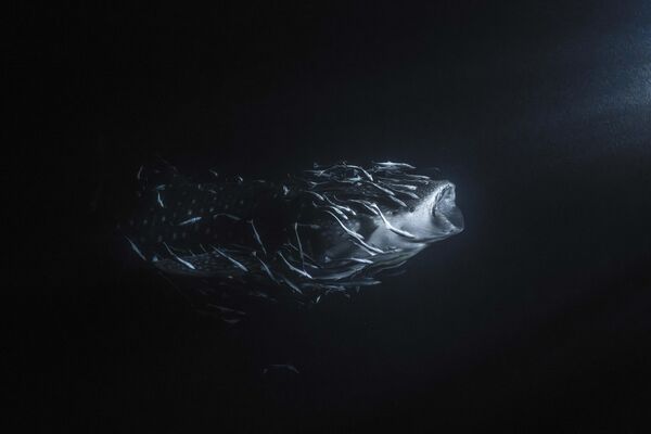 Снимок фотографа Джейда Хоксбергена. Акула со своей &quot;свитой&quot; плывет на свет фонаря. - Sputnik Грузия