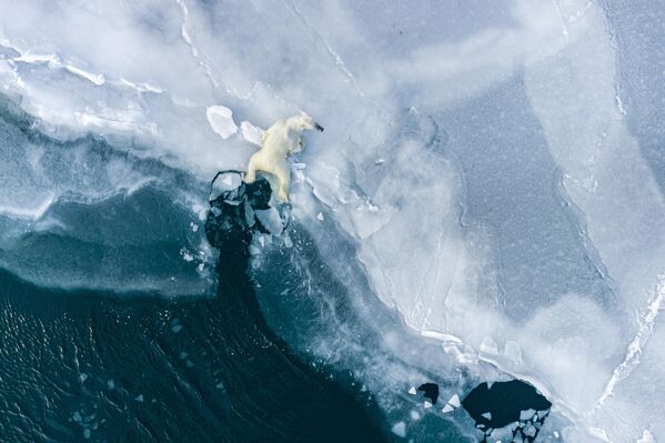 Снимок фотографа Флориана Леду, победивший в категории &quot;Охрана природы&quot;. На снимке видно, как страдают арктические регионы от изменений климата и загрязнений. - Sputnik Грузия
