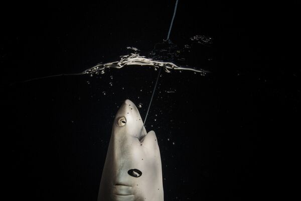 Снимок фотографа Сирачай Арунругстичай, победивший в категории &quot;Океанское портфолио&quot;. Серая рифовая акула случайно попалась на крючок рыбака. - Sputnik Грузия