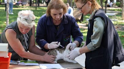 Ветеринары вакцинируют кошек и собак по всей Грузии