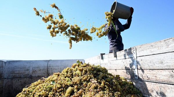 Ртвели 2023: в Грузии собирают урожай винограда – видео - Sputnik Грузия