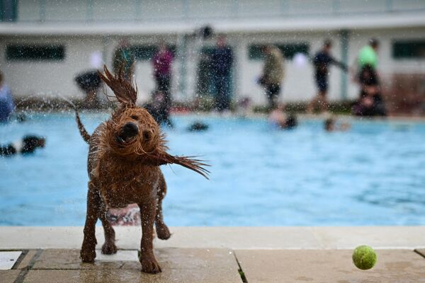 Собака после выхода из воды во время соревнований Saltdean Lido Dog Swim 2023 в Великобритании. - Sputnik Грузия