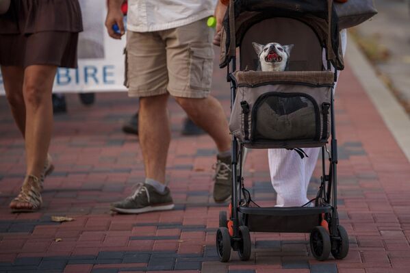Маленькая собачка выглядывает из детской коляски во время марша сторонников защиты прав животных в Бухаресте. - Sputnik Грузия