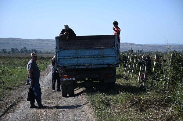 В 2012 году в стране было 25 тысяч гектаров виноградников. На сегодняшний день эта цифра выросла до 50 тысяч. - Sputnik Грузия