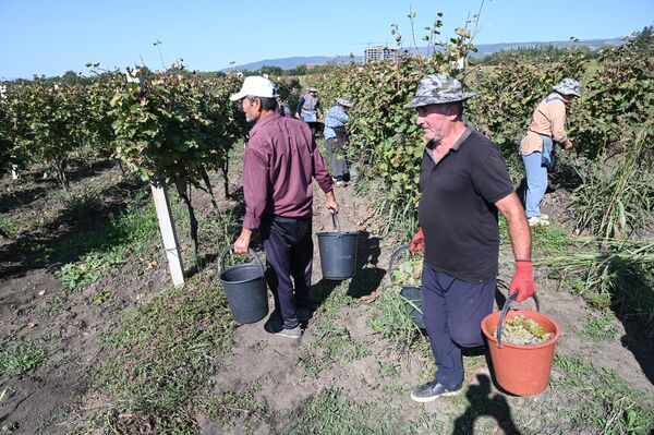На заводы уже сдано и переработано более 170 тысяч тонн винограда. - Sputnik Грузия