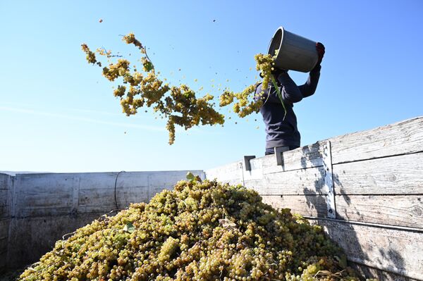 В закупке и переработке винограда принимают участие 300 винодельческих компаний и погребов. - Sputnik Грузия