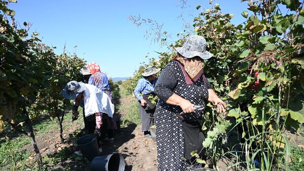Сбор урожая винограда - ртвели в регионе Кахети, село Качрети - Sputnik Грузия