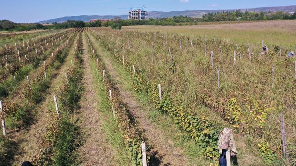 Сбор урожая винограда - ртвели - в регионе Кахети село Качрети - Sputnik Грузия