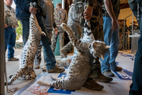 Снимок "Незащищенный" американского фотографа Карины Айгнеры. - Sputnik Грузия