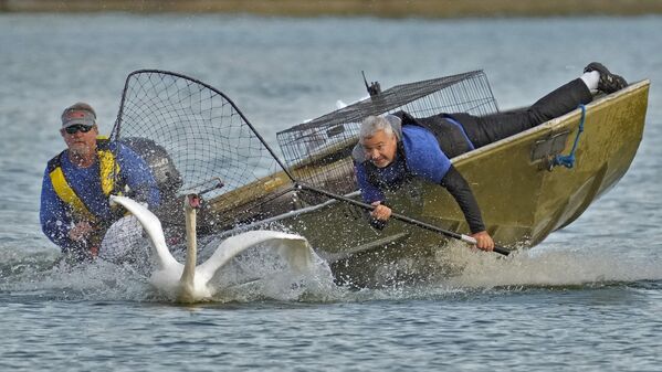Стив Платт и Стив Уильямс готовятся поймать лебедя для медицинского обследования на озере Мортон в США. - Sputnik Грузия