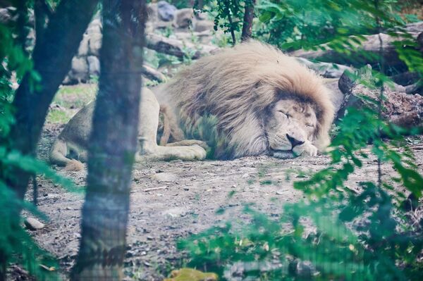 Львы в тбилисском зоопарке живут в особо охраняемом вольере.  - Sputnik Грузия