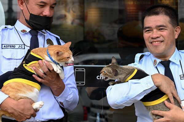 Охранники держат кошек возле сети быстрого питания в Кесон-Сити. - Sputnik Грузия