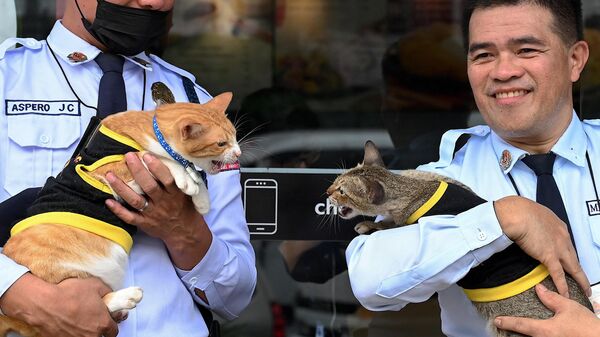 Охранники держат кошек возле сети быстрого питания в Кесон-Сити, Филиппины  - Sputnik Грузия