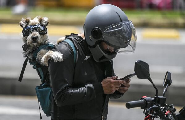 Мотоциклист с собакой на спине в Колумбии. - Sputnik Грузия