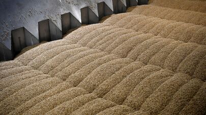 Зерно, архивное фото