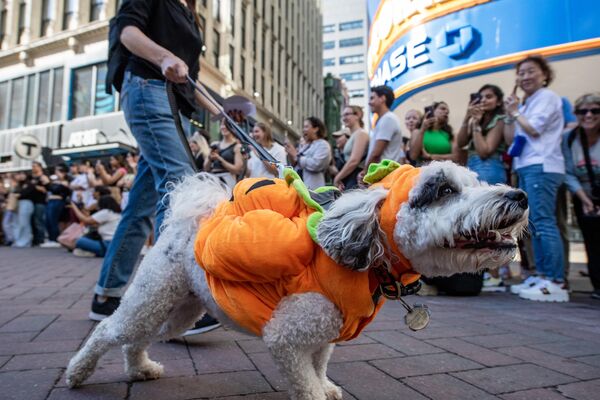 Собака в костюме тыквы на праздновании Хэллоуина Doggone в Бостоне. - Sputnik Грузия