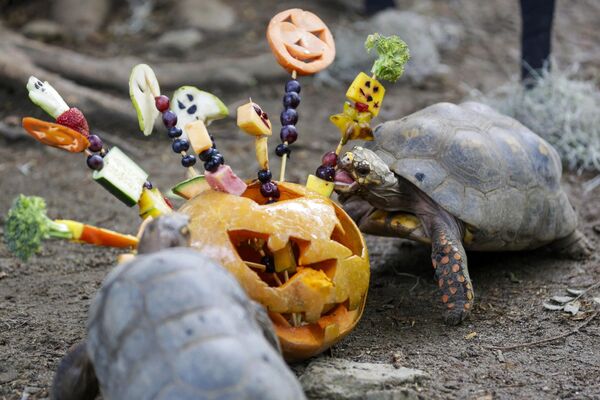 Черепахи едят тыкву в зоопарке Кали во время празднования Хэллоуина в Колумбии. - Sputnik Грузия