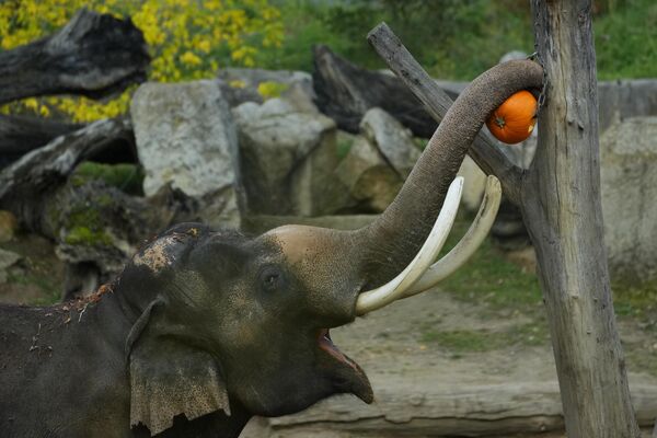 Слон поедает тыкву в честь празднования Хэллоуина в Пражском зоопарке в Чехии. - Sputnik Грузия