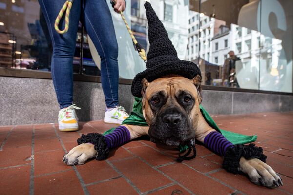 Собака в костюме на праздновании Хэллоуина Doggone в Бостоне. - Sputnik Грузия